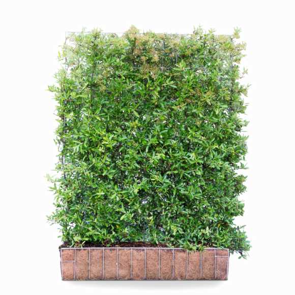 Pyracantha Hedging Screen (Firethorn 'Dart's Red') 155cm high 120cm wide (Pre order July 22)